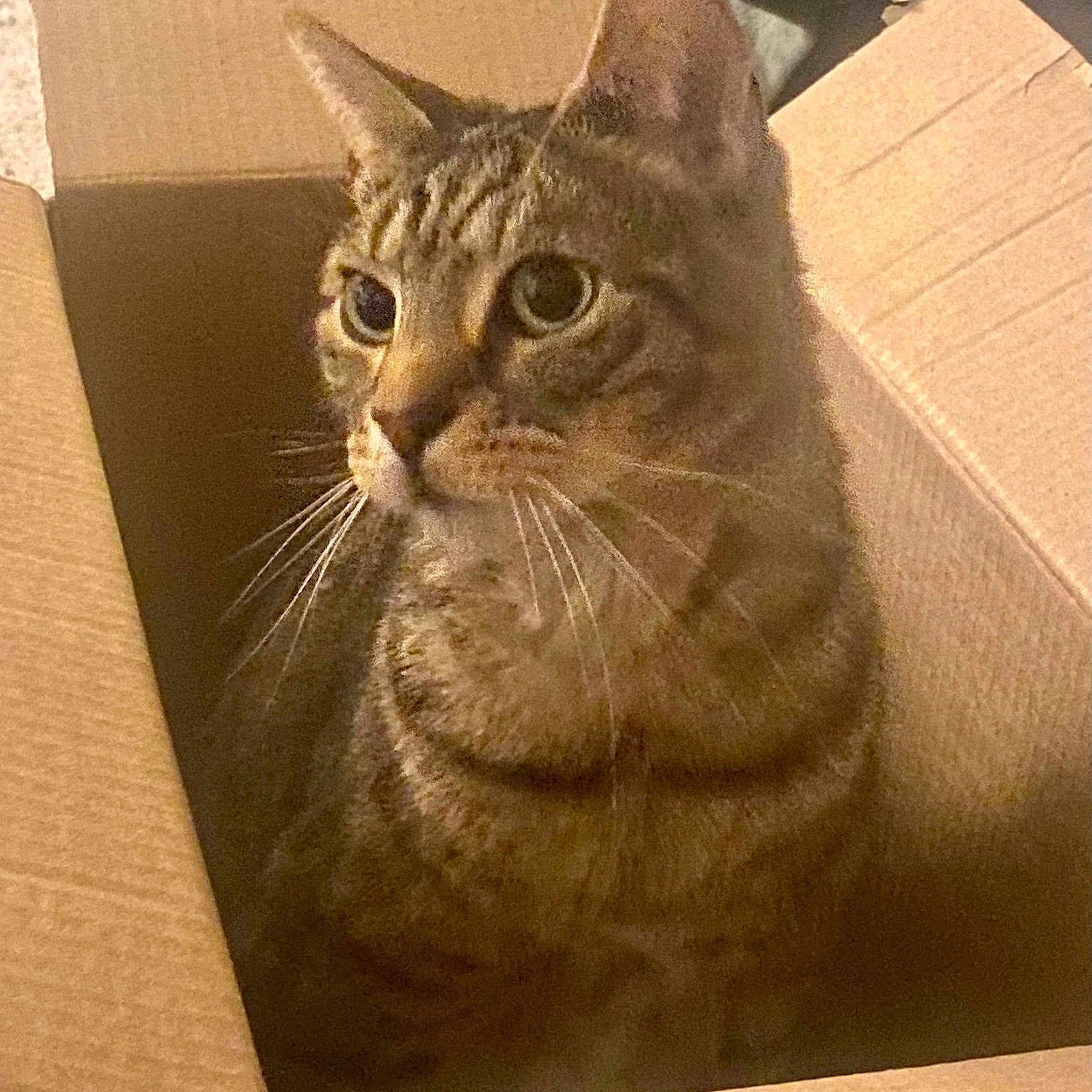 Toby joined the competition — help win amazing prizes! cat, tabby, cardboard_box, pet, indoor, feline, whiskers, curious, striped_fur, alert, cozy, closeup, animal, cute, domestic, box, sitting, fur, ears, eyes