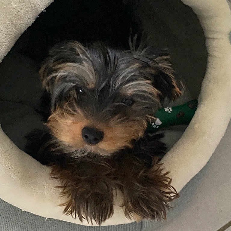 Ruby