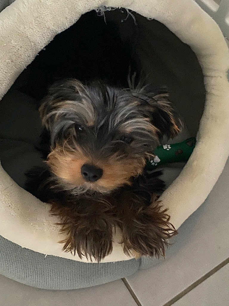 Ruby