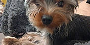 Ruby a rejoint le concours — aidez-le/la à gagner de superbes lots ! animal, black, blanket, brown, closeup, cozy, curious, cute, dog, domestic, fur, fur_texture, household, indoor, laying, pet, small_dog, soft, texture, toy
