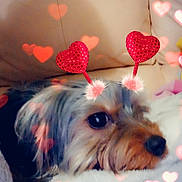 Ruby a rejoint le concours — aidez-le/la à gagner de superbes lots ! adorable, animal, blanket, closeup, comfort, couch, cozy, cute, dog, furry, heart_filter, indoor, love, pet, resting, small_dog, snuggling, soft, valentines, warm