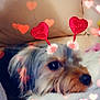 adorable, animal, blanket, closeup, comfort, couch, cozy, cute, dog, furry, heart_filter, indoor, love, pet, resting, small_dog, snuggling, soft, valentines, warm