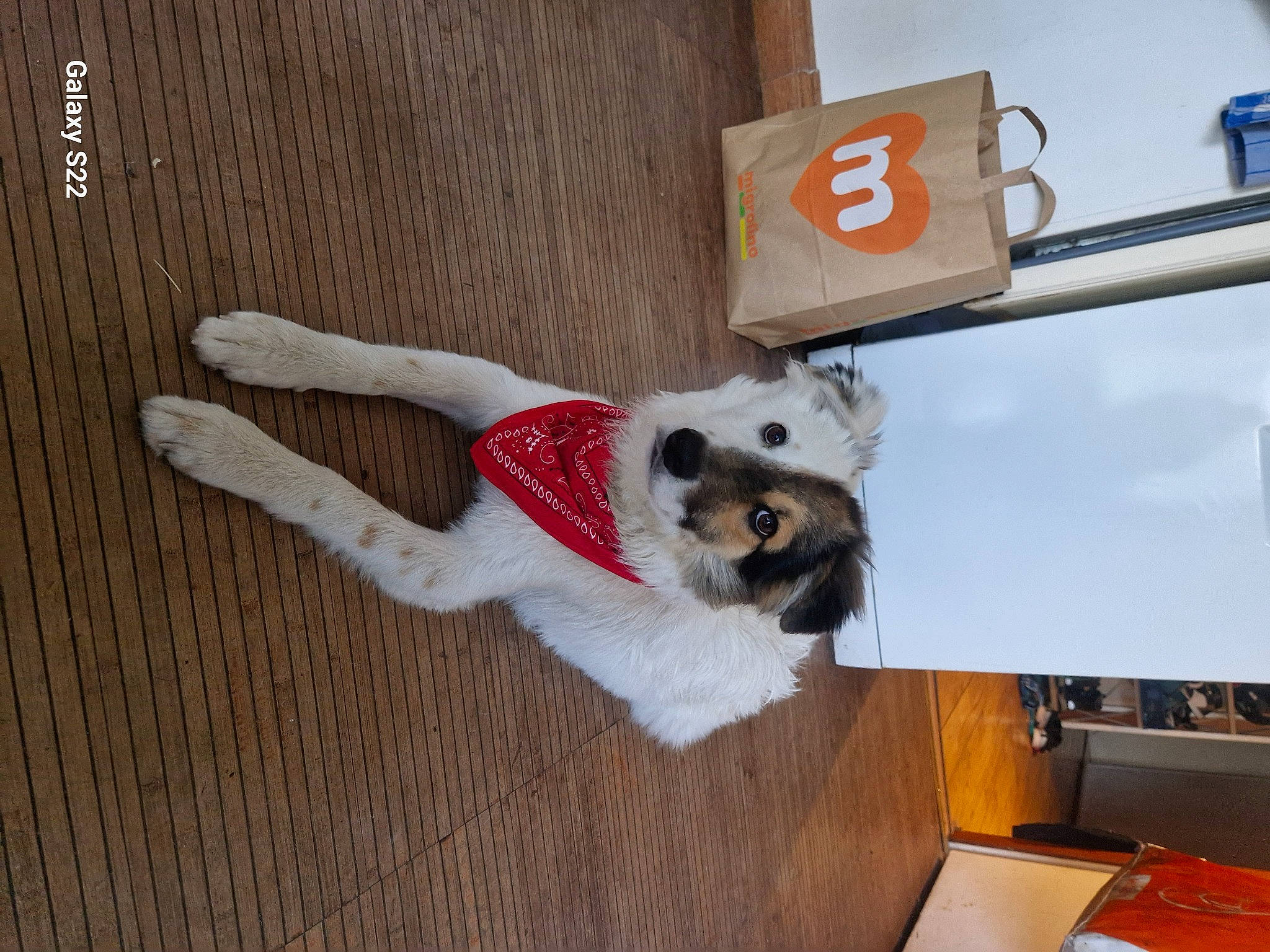 Pepito a rejoint le concours — aidez-le/la à gagner de superbes lots ! canidae, carnivore, companion_dog, dog, dog_breed, dog_supply, fawn, flooring, fur, hardwood, pet_supply, room, sporting_group, tail, wood, working_animal