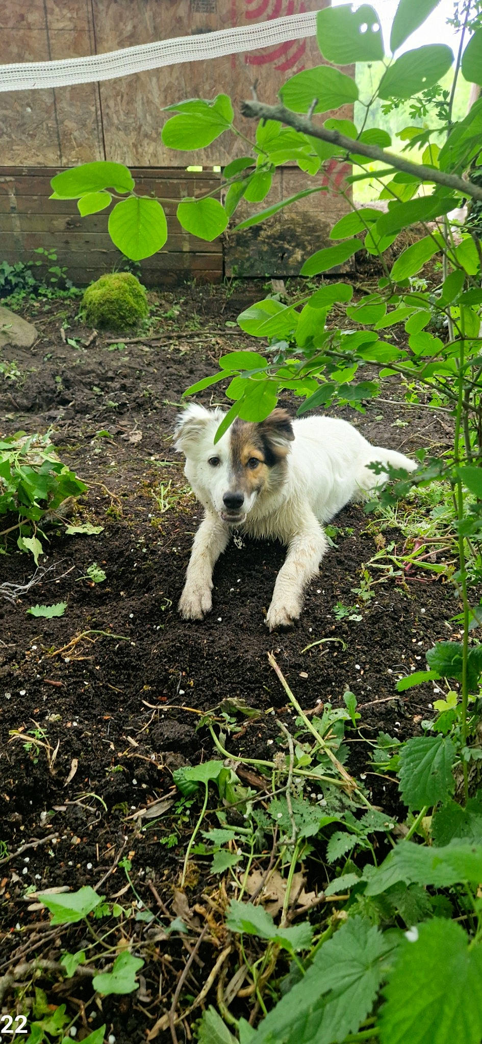 Pepito a rejoint le concours — aidez-le/la à gagner de superbes lots ! carnivore, companion_dog, dog, dog_breed, fur, gardening, grass, groundcover, leaf, non_sporting_group, plant, soil, sporting_group, tail, terrestrial_animal, terrier, toy_dog, working_animal