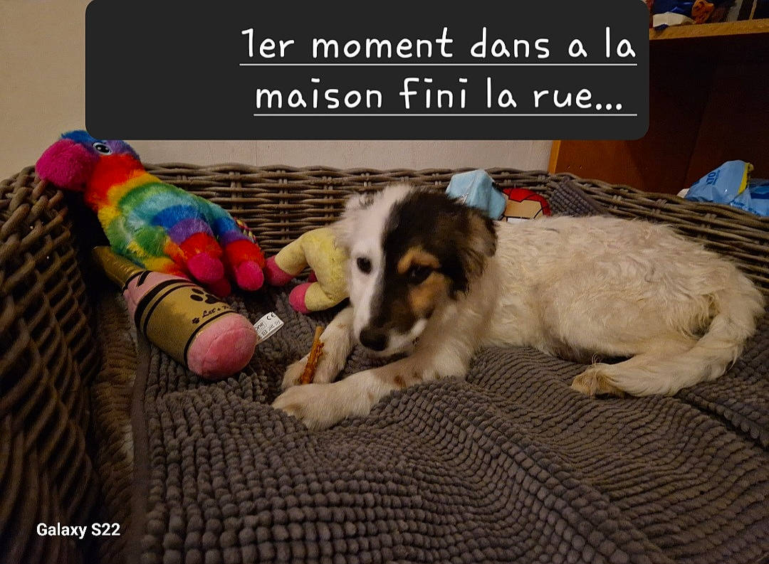 Pepito participe au concours pour gagner de l'argent avec cette photo : bird, cage, canidae, carnivore, companion_dog, dog, dog_breed, dog_supply, fur, herding_dog, lovebird, macaw, paw, pet_supply, photo_caption, sharing, shelf, sporting_group, terrestrial_animal, working_dog