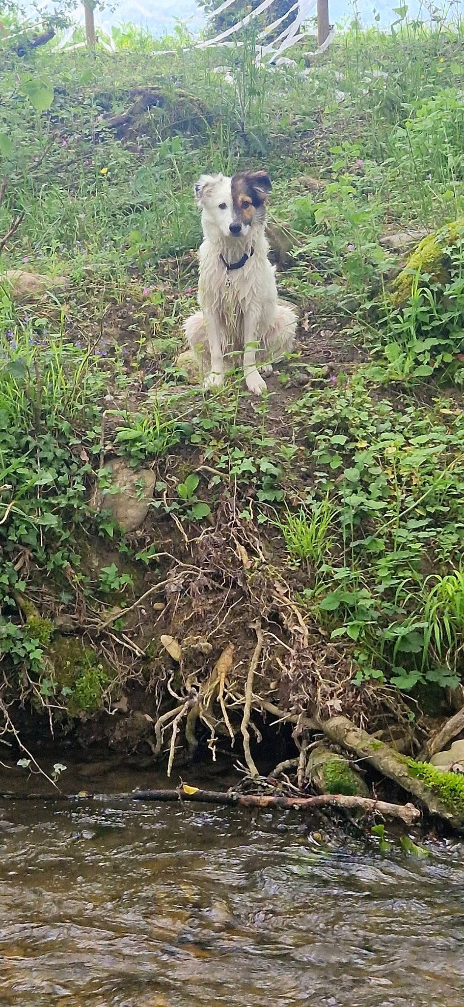 Pepito a rejoint le concours — aidez-le/la à gagner de superbes lots ! carnivore, companion_dog, dog, dog_breed, fawn, grass, grassland, groundcover, livestock, natural_landscape, plant, sheep, shrub, soil, tail, terrestrial_animal, terrier, water, working_animal