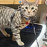 Buddy joined the competition — help win amazing prizes! cat, tabby, harness, pet, kitten, kitchen, stove, curious, indoor, animal, feline, leash, countertop, can, food, domestic, eyes, whiskers, fur, alert