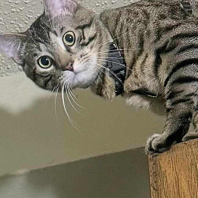 Buddy is registered to the contest to win money with this photo: cat, tabby, curious, wide_eyes, collar, pet, indoor, wood, feline, animal, close_up, face, ears, whiskers, looking_down, texture, ceiling, wall, perched, domestic