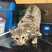 Buddy joined the competition — help win amazing prizes! cat, tabby, pet, indoor, kitchen, stovetop, curious, harness, leash, appliance, container, food, countertop, black_surface, reflection, brown, striped, animal, closeup, domestic_cat