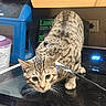 animal, appliance, black_surface, brown, cat, closeup, container, countertop, curious, domestic_cat, food, harness, indoor, kitchen, leash, pet, reflection, stovetop, striped, tabby