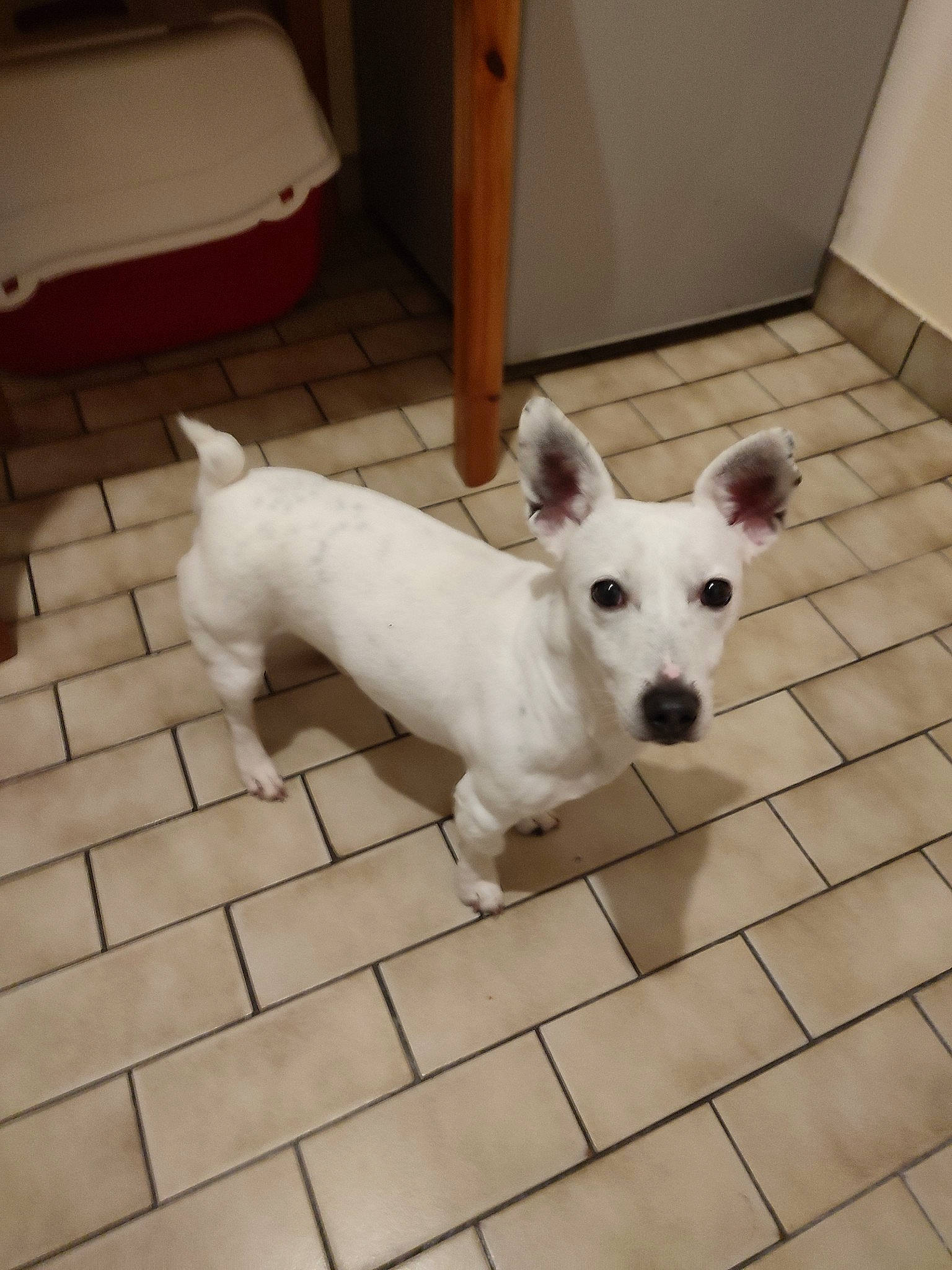 Adoke a rejoint le concours — aidez-le/la à gagner de superbes lots ! canidae, carnivore, collar, companion_dog, dog, dog_breed, dog_collar, dog_supply, fawn, floor, flooring, pet_supply, small_terrier, snout, sporting_group, tail, terrestrial_animal, toy_dog, whiskers, working_animal