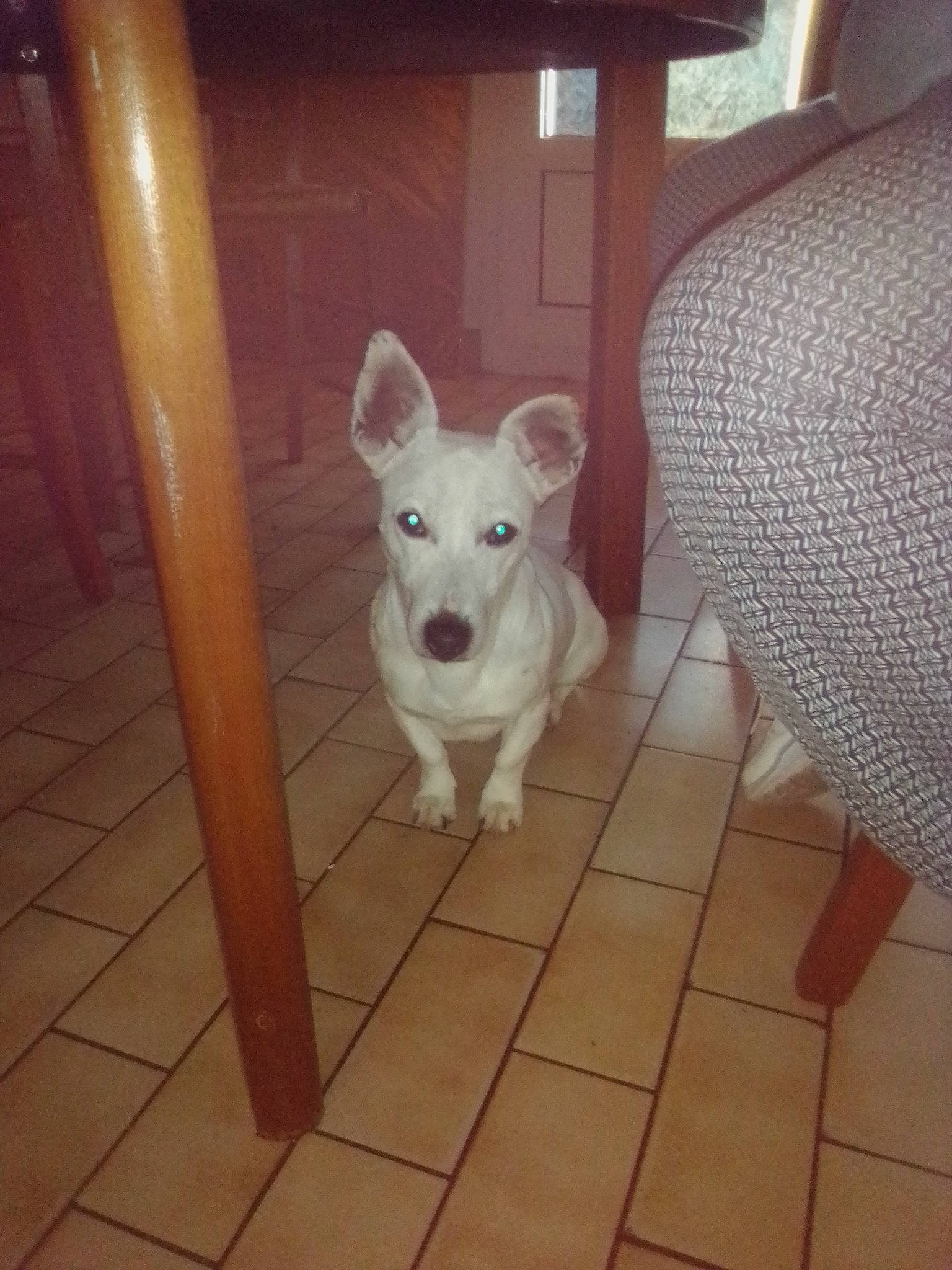 Adoke a rejoint le concours — aidez-le/la à gagner de superbes lots ! ancient_dog_breeds, carnivore, companion_dog, dog, dog_breed, fawn, felidae, floor, flooring, handrail, hardwood, metal, non_sporting_group, rectangle, snout, sporting_group, square, tail, wood, working_animal