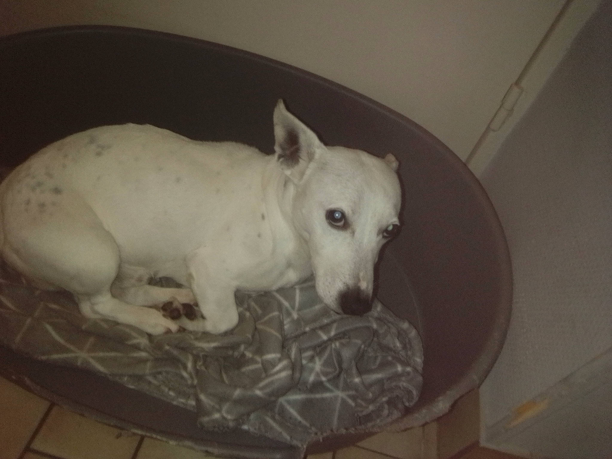 Adoke a rejoint le concours — aidez-le/la à gagner de superbes lots ! carnivore, companion_dog, dog, dog_breed, fawn, flooring, non_sporting_group, snout, sporting_group, tail, terrestrial_animal, whiskers, working_animal