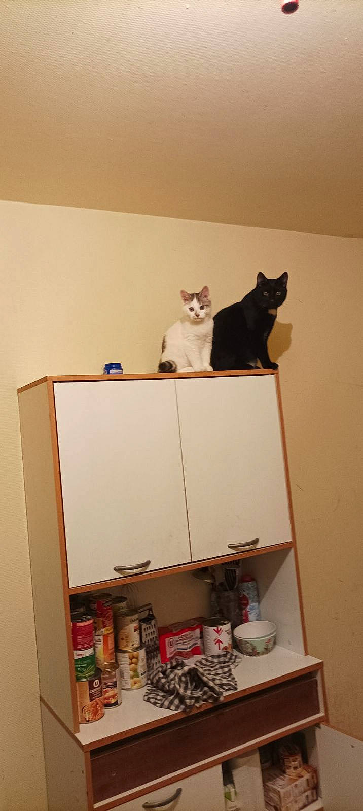 Choco participe au concours pour gagner de l'argent avec cette photo : bookcase, box, cabinetry, cardboard, carnivore, carton, cat, cupboard, drawer, felidae, hardwood, packaging_and_labeling, plywood, room, shelf, shelving, shipping_box, small_to_medium_sized_cats, whiskers, wood