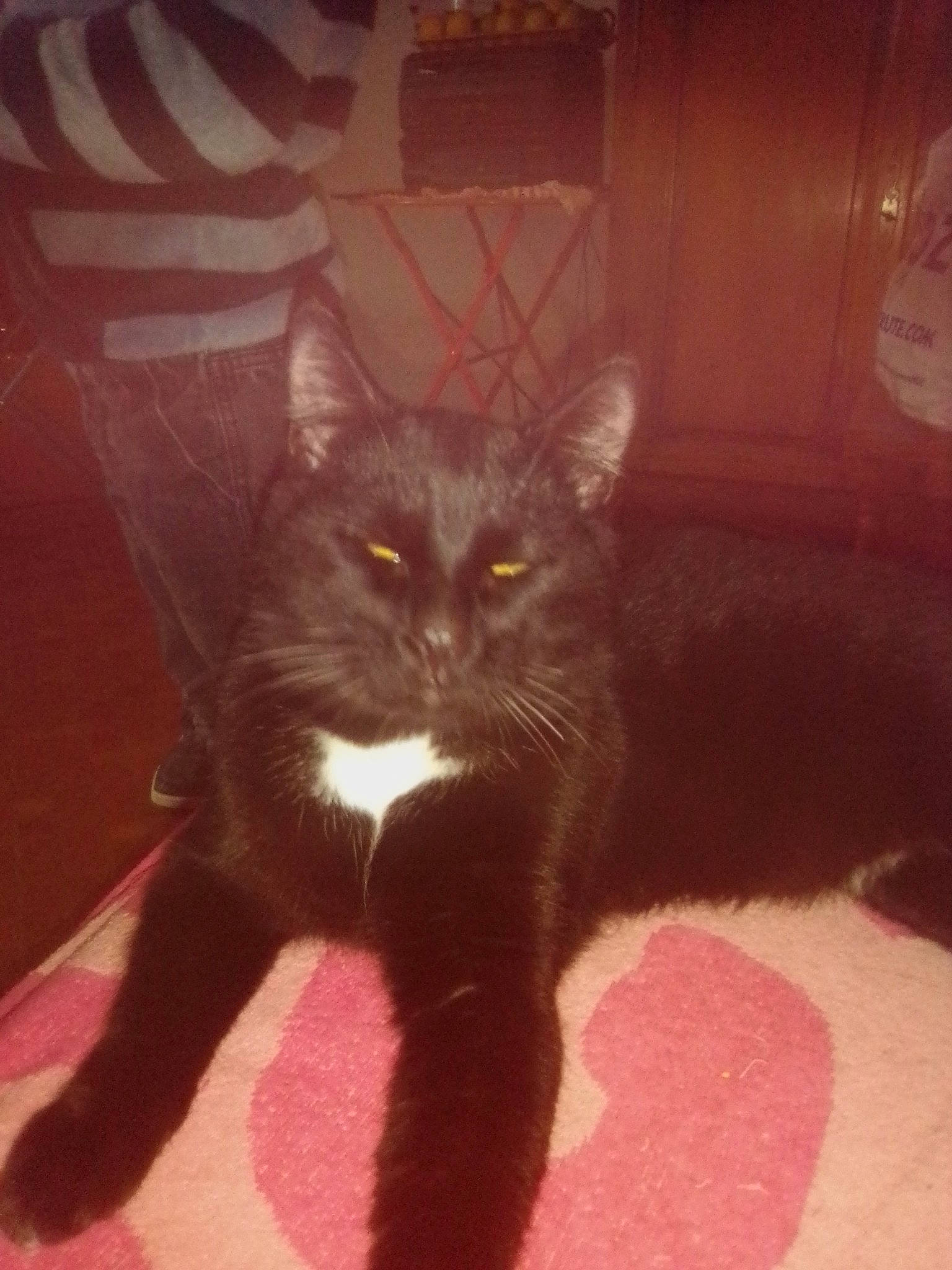 Choco participe au concours pour gagner de l'argent avec cette photo : black_cat, carnivore, cat, claw, domestic_short_haired_cat, eye, felidae, floor, flooring, fur, hardwood, paw, plant, small_to_medium_sized_cats, snout, tail, tints_and_shades, whiskers, window, wood