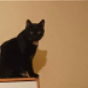 Choco a rejoint le concours — aidez-le/la à gagner de superbes lots ! black_cat, bombay, carnivore, cat, domestic_short_haired_cat, eye, felidae, fur, shadow, small_to_medium_sized_cats, snout, street_light, tail, terrestrial_animal, whiskers, window, wood