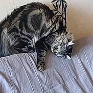 Zebulon a rejoint le concours — aidez-le/la à gagner de superbes lots ! animal, bamboo_decor, cat, close_up, couch, cushion, fluffy, furry, green_eyes, home, indoors, living_room, lounging, pet, portrait, relaxed, sleepy, sofa, tabby_cat, whiskers