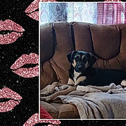 Jaeger is registered to the contest to win money with this photo: dog, couch, blanket, indoor, pet, brown_couch, relaxing, canine, domestic_animal, fur, animal, living_room, comfort, resting, home, soft_texture, black_and_tan_dog, curtains, window, decor