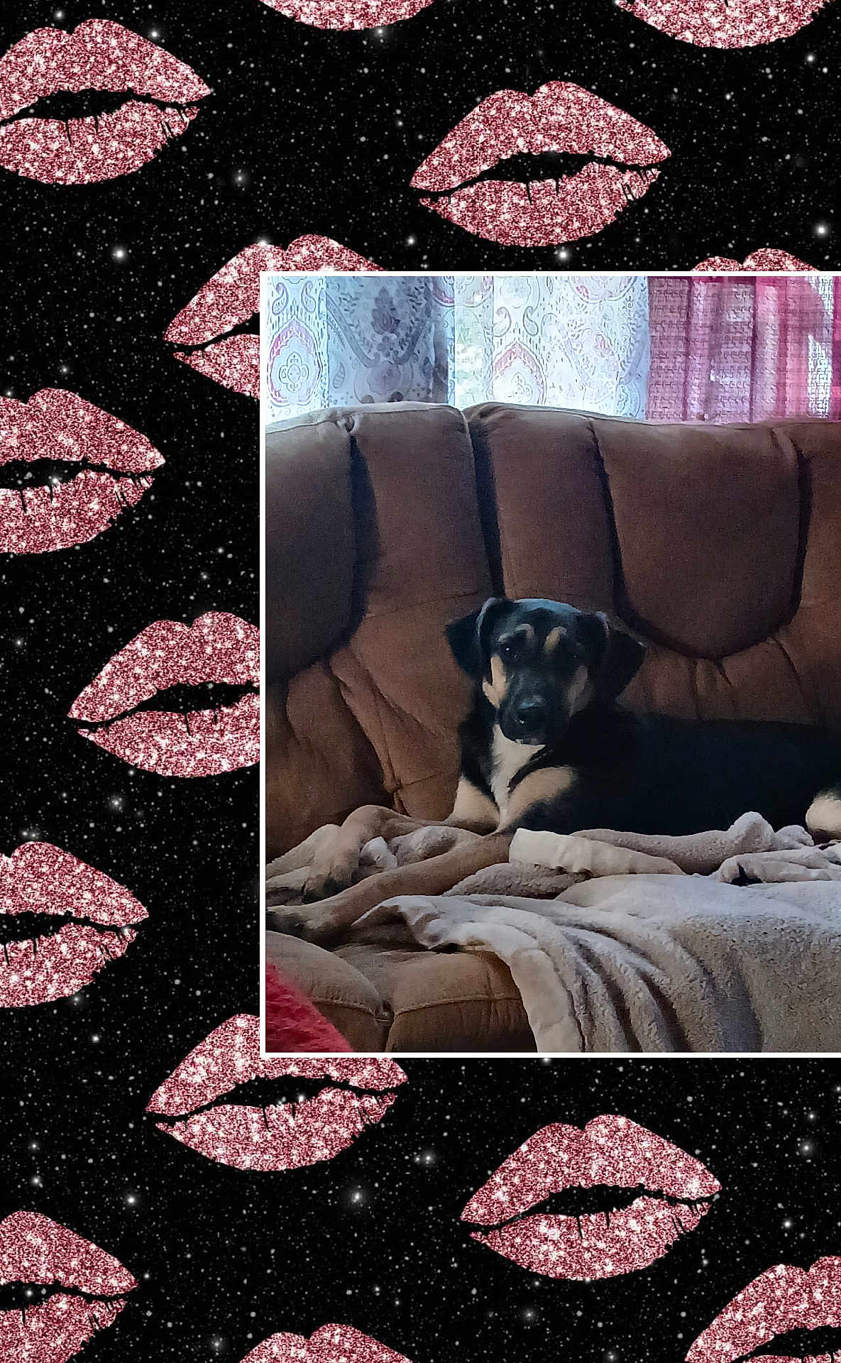 Jaeger is registered to the contest to win money with this photo: dog, couch, blanket, indoor, pet, brown_couch, relaxing, canine, domestic_animal, fur, animal, living_room, comfort, resting, home, soft_texture, black_and_tan_dog, curtains, window, decor