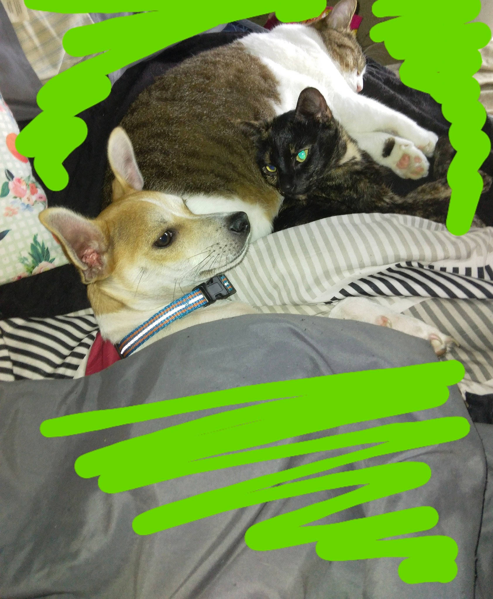 Boogie is registered to the contest to win money with this photo: canidae, carnivore, cat, collar, companion_dog, dog, dog_breed, dog_supply, fawn, felidae, grass, green, mammal, photo_caption, snout, terrestrial_animal, toy_dog, vertebrate, whiskers, working_animal