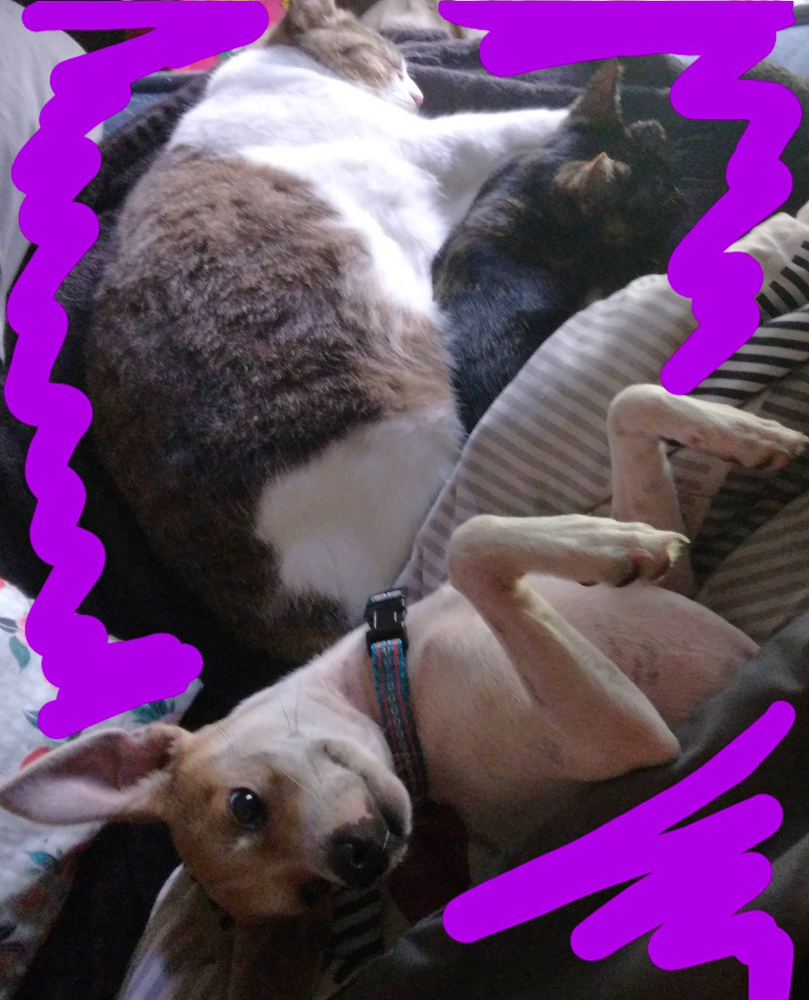 Boogie joined the competition — help win amazing prizes! carnivore, cat, collar, companion_dog, dog, dog_breed, event, fawn, felidae, fur, gesture, leash, magenta, mammal, photo_caption, photograph, pink, snapshot, vertebrate, working_animal