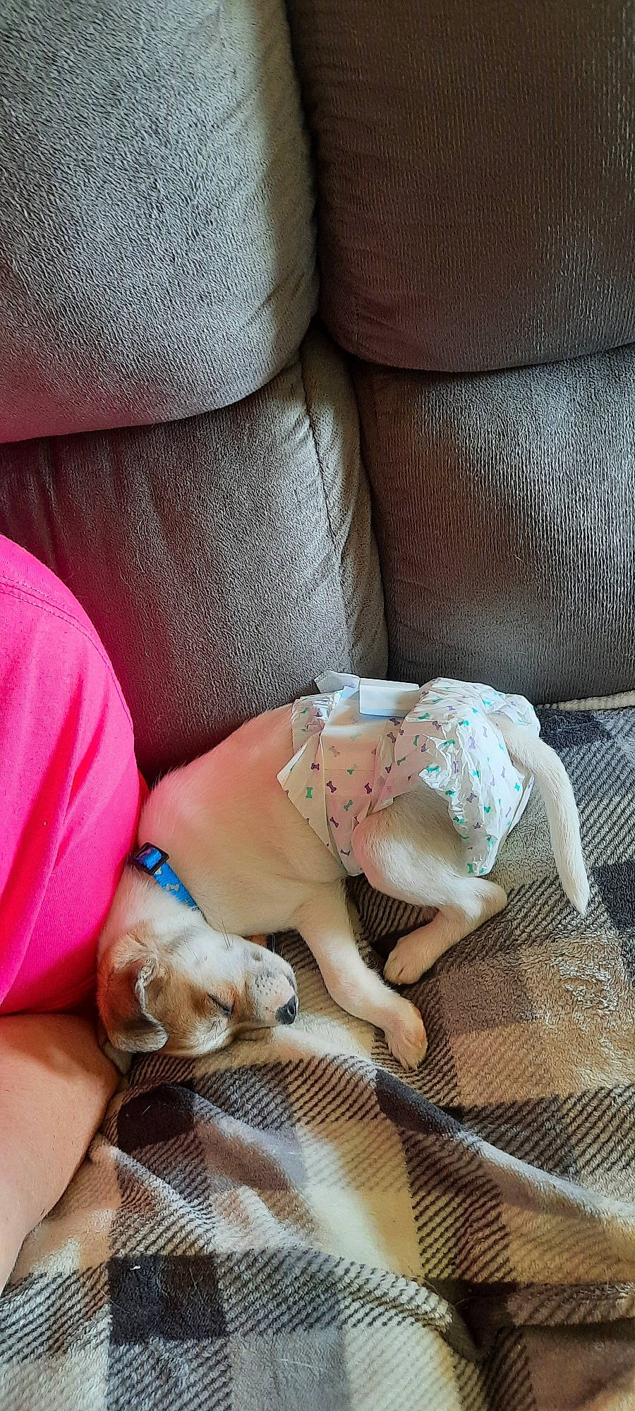 Boogie is registered to the contest to win money with this photo: abdomen, baby_products, car_seat, car_seat_cover, carnivore, comfort, companion_dog, dog, fawn, flesh, foot, human_leg, knee, linens, nail, nap, sitting, tail, thigh, toy_dog