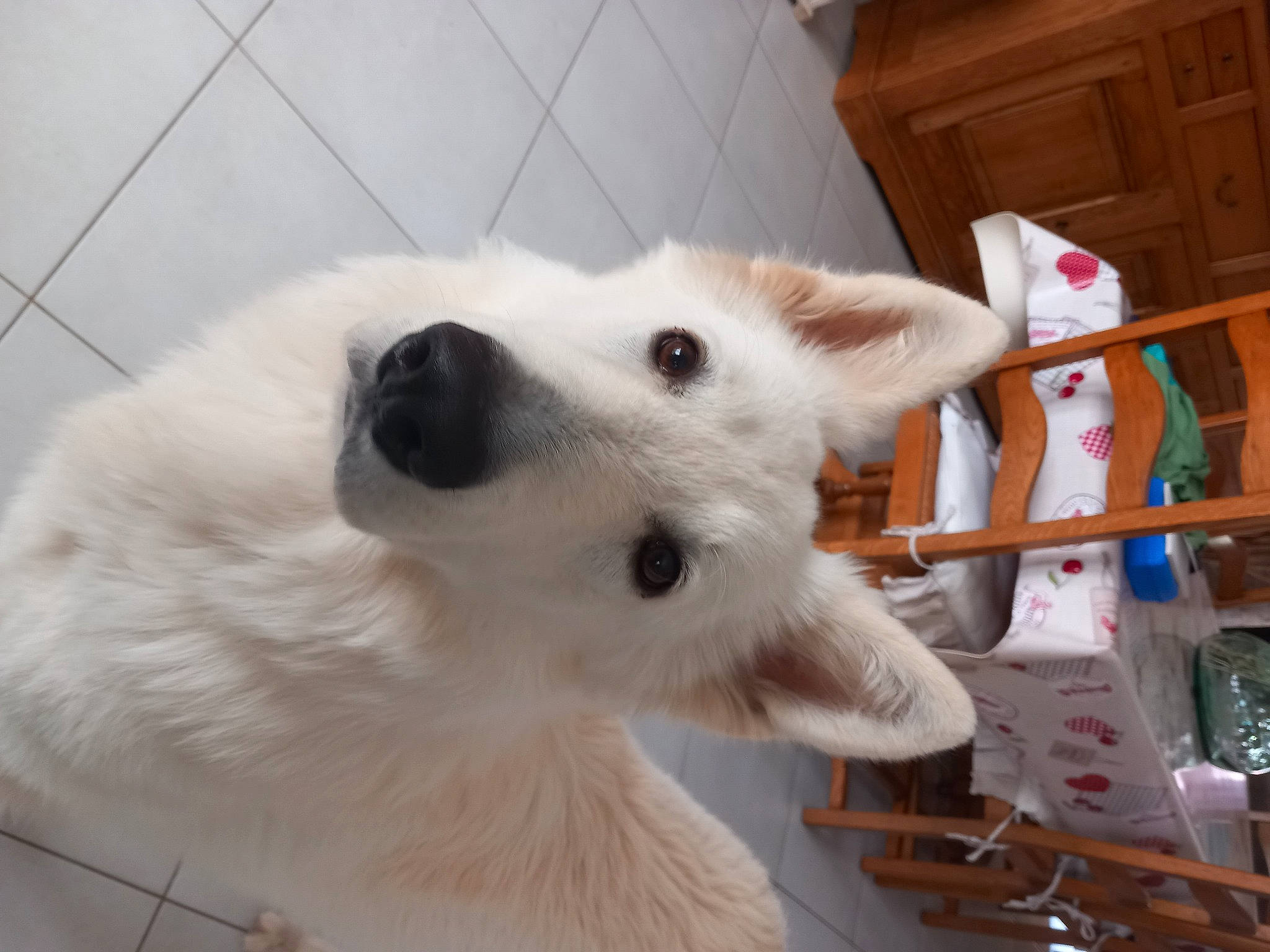 Buck participe au concours pour gagner de l'argent avec cette photo : cabinetry, canidae, carnivore, collar, companion_dog, dog, dog_breed, fawn, felidae, fur, japanese_spitz, samoyed, snout, spitz, sporting_group, terrestrial_animal, volpino_italiano, whiskers, wood, working_animal