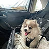 Bali a rejoint le concours — aidez-le/la à gagner de superbes lots ! dog, pomeranian, puppy, car, car_seat, blanket, harness, seatbelt, window, happy, tongue_out, fur, pet, animal, interior, travel, cozy, paw_print, sitting, cute