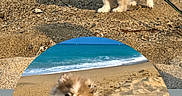 Bali a rejoint le concours — aidez-le/la à gagner de superbes lots ! dog, puppy, beach, sand, ocean, waves, leash, harness, sunny, playful, pet, outdoor, coast, water, animal, nature, cute, fur, small_dog, daytime