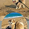 dog, puppy, beach, sand, ocean, waves, leash, harness, sunny, playful, pet, outdoor, coast, water, animal, nature, cute, fur, small_dog, daytime