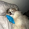 Bali participe au concours pour gagner de l'argent avec cette photo : dog, pomeranian, sleeping, fluffy, pet, toy, blue_toy, blanket, resting, cozy, indoors, cute, small_dog, fur, animal, domestic_animal, face, closed_eyes, relaxed, companion