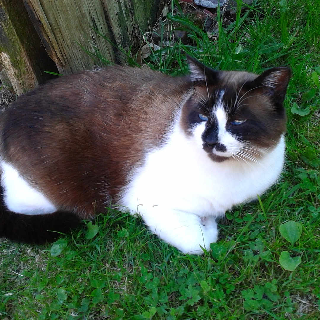 Elzo participe au concours pour gagner de l'argent avec cette photo : cat, siamese, animal, pet, grass, outdoor, nature, fur, whiskers, relaxed, resting, mammal, greenery, wood, stone, daylight, closeup, cute, domestic, sleepy