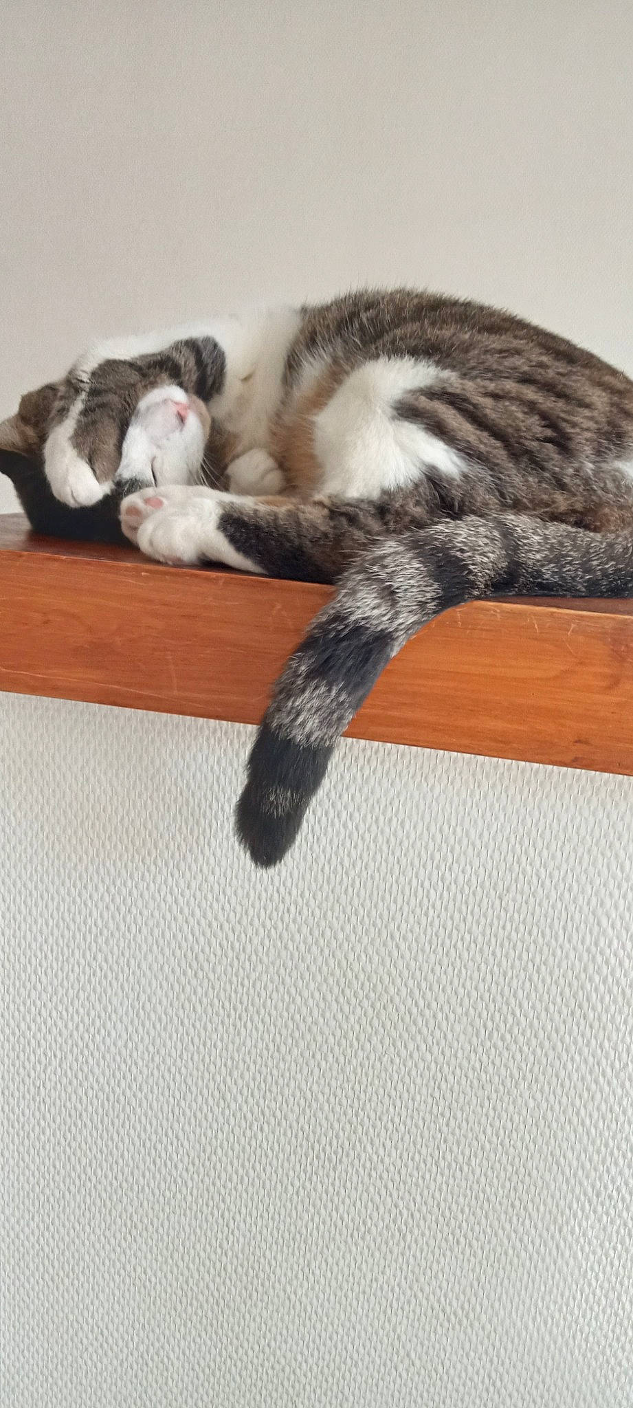 Filou a rejoint le concours — aidez-le/la à gagner de superbes lots ! carnivore, cat, claw, comfort, domestic_short_haired_cat, eye, felidae, floor, flooring, foot, fur, hardwood, human_leg, paw, small_to_medium_sized_cats, snout, tail, terrestrial_animal, whiskers, wood