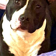 Boo is registered to the contest to win money with this photo: dog, pet, animal, black_and_white, short_hair, pointed_ears, white_chest, white_marking, paws, sitting, portrait, indoors, blankets, fabric, colorful, zebra_pattern, couch, close_up, alert, companion