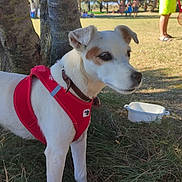 Jazzie participe au concours pour gagner de l'argent avec cette photo : dog, white_dog, red_harness, park, grass, tree, person, yellow_shorts, white_shirt, daylight, outdoor, pet, canine, nature, leisure, summer, animal, portrait, standing, blurred_background