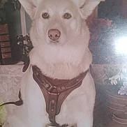 Samuel joined the competition — help win amazing prizes! dog, white_dog, harness, indoor, flower, vintage, box, furniture, calm, pet, animal, portrait, sitting, decor, leather_harness, houseplant, table, still_life, nostalgic, glare