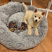 Ace participe au concours pour gagner de l'argent avec cette photo : puppy, dog, pet_bed, plush, toy, rope_toy, treat, wooden_floor, indoor, flooring, cute, animal, fur, ears, tail, canine, young_dog, domestic_animal, resting, cozy