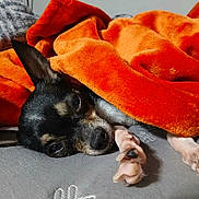 Chica joined the competition — help win amazing prizes! animal, bed, black, blanket, closeup, comfort, cozy, cute, dog, fabric, fur, indoor, orange, paw, pet, relaxation, resting, sleepy, soft, tan