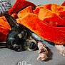 animal, bed, black, blanket, closeup, comfort, cozy, cute, dog, fabric, fur, indoor, orange, paw, pet, relaxation, resting, sleepy, soft, tan
