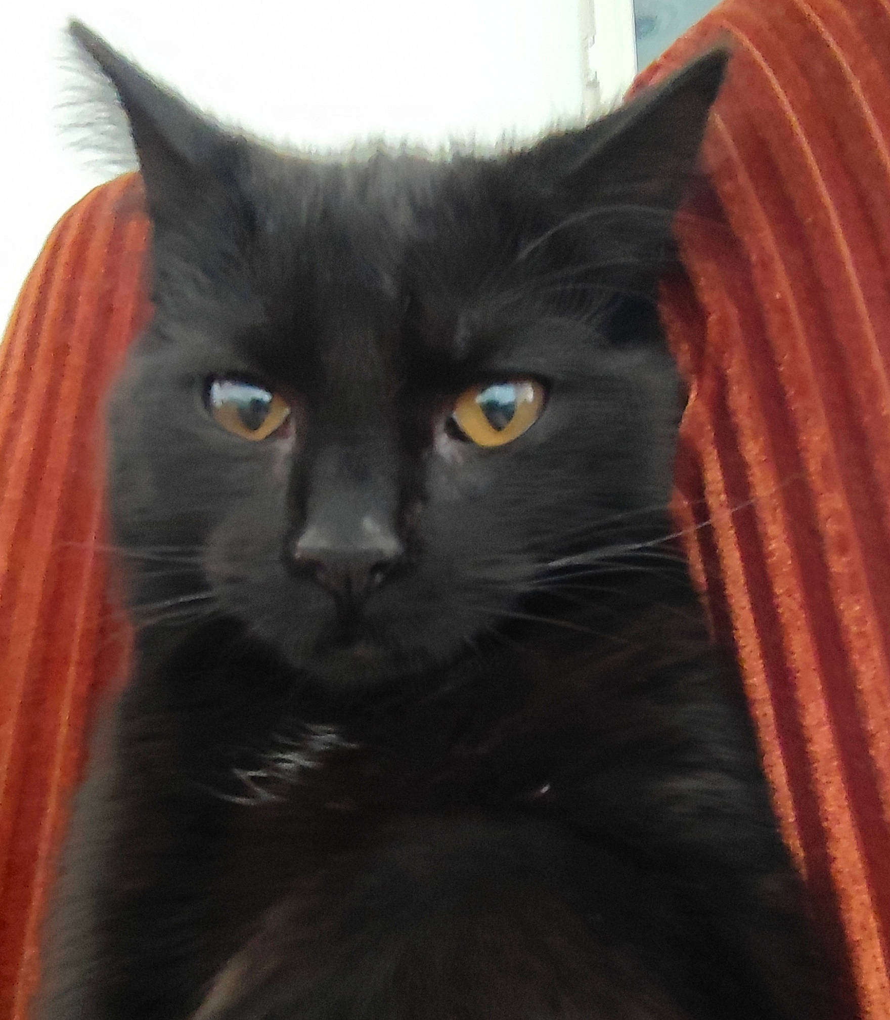 Salvador a rejoint le concours — aidez-le/la à gagner de superbes lots ! black_cat, bombay, carnivore, cat, domestic_short_haired_cat, felidae, fur, small_to_medium_sized_cats, snout, terrestrial_animal, whiskers