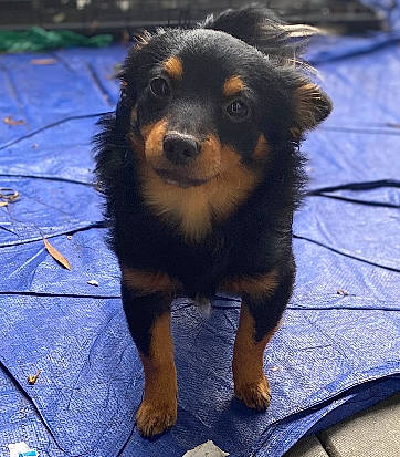 Couture joined the competition — help win amazing prizes! blue, canidae, carnivore, companion_dog, dog, dog_breed, electric_blue, fur, puppy, road_surface, sporting_group, terrestrial_animal, working_dog