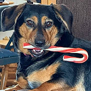 Yara Sue joined the competition — help win amazing prizes! animal, black_and_tan, brown_couch, candy_cane, canine, close_up, companion, cute, dog, domestic_animal, ears, fur, holiday, indoor, mouth, paws, pet, playful, relaxed, resting