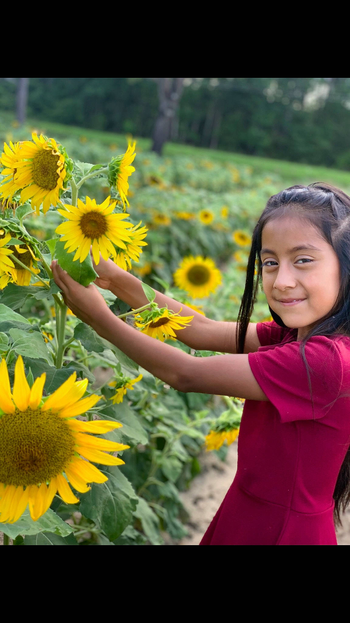 Yakeline Pérez is registered to the contest to win money with this photo: asterales, daisy_family, field, flower, flowering_plant, happy, joy, meadow, people_in_nature, person, petal, photography, plant, pollen, smile, summer, sunflower, sunflower_seed, vegetarian_food, wildflower
