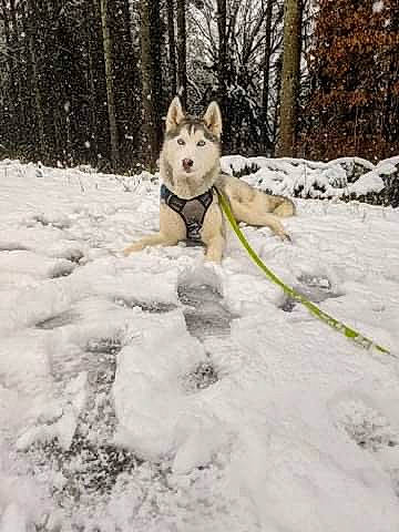 Jenna participe au concours pour gagner de l'argent avec cette photo : blizzard, canidae, canis, carnivore, collar, companion_dog, dog, dog_breed, dog_clothes, dog_supply, freezing, playing_in_the_snow, precipitation, snow, sporting_group, winter, winter_storm, wolf, working_animal, working_dog
