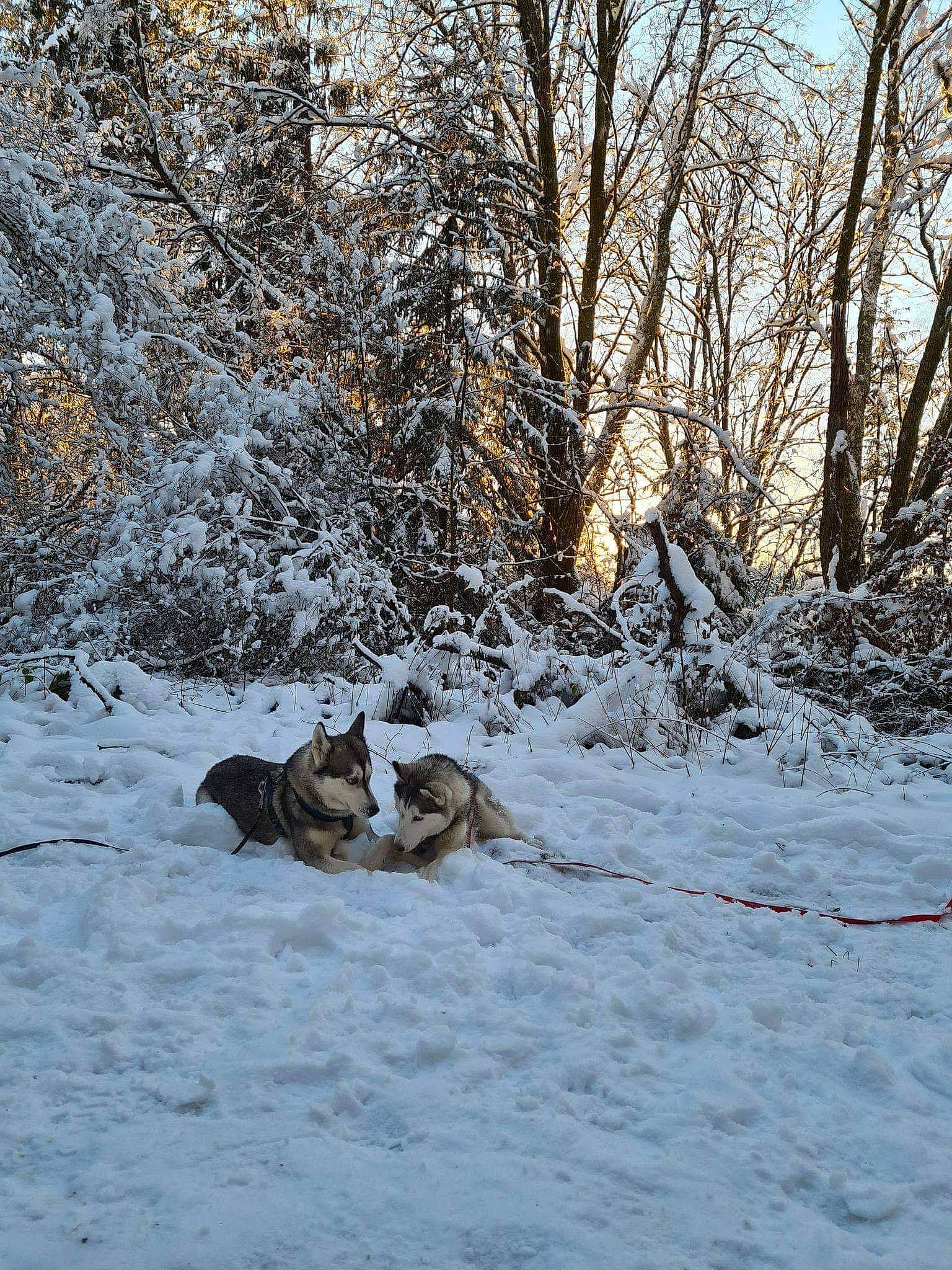 Jenna participe au concours pour gagner de l'argent avec cette photo : blizzard, branch, canidae, canis, carnivore, dog, dog_breed, freezing, frost, hunting_dog, mammal, precipitation, snow, sporting_group, trunk, twig, winter, woodland, working_animal, working_dog