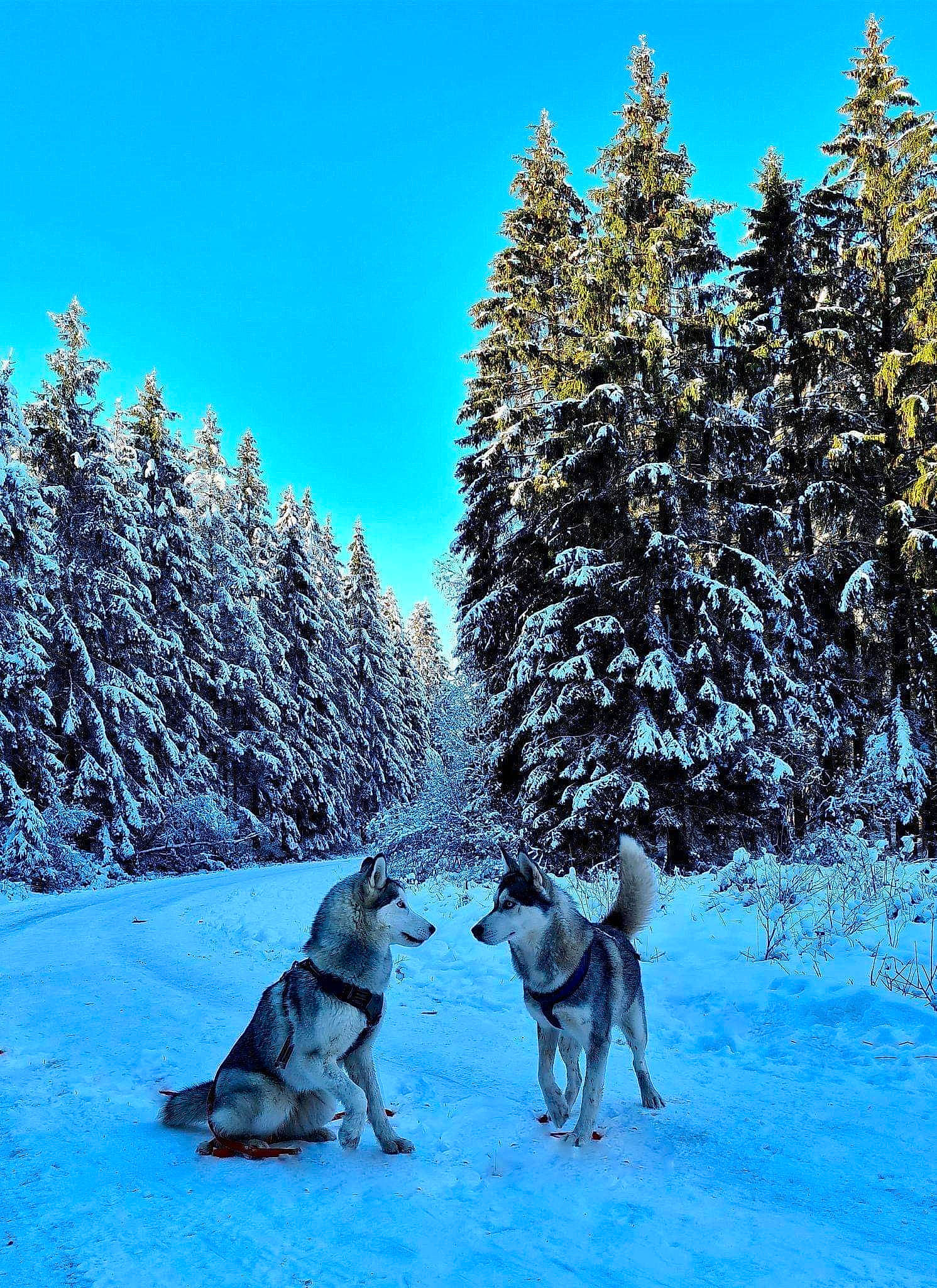 Jenna a rejoint le concours — aidez-le/la à gagner de superbes lots ! canidae, canis, carnivore, companion_dog, conifer, dog, dog_breed, evergreen, fir, freezing, larch, northern_inuit_dog, pine_family, precipitation, sled_dog, snow, sporting_group, winter, wolf, wolfdog