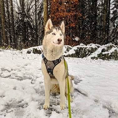 Jenna a rejoint le concours — aidez-le/la à gagner de superbes lots ! blizzard, canidae, canis, carnivore, collar, companion_dog, dog, dog_breed, dog_supply, freezing, geological_phenomenon, mammal, precipitation, sled_dog, snout, snow, sporting_group, spruce_fir_forest, tail, winter