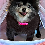 Sammysam joined the competition — help win amazing prizes! animal, black_fur, cozy, cute, dog, fluffy, frilly, gray_fur, happy, indoors, pet, pink, pink_collar, pomeranian, portrait, small_dog, smiling, stars, tent, white