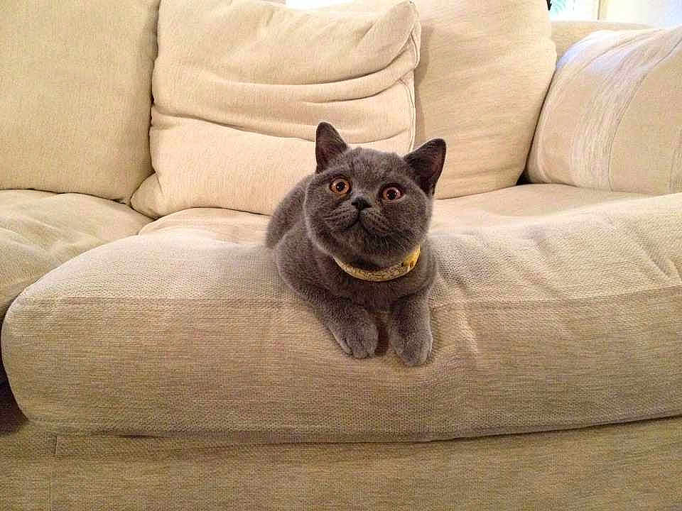 Phoebe joined the competition — help win amazing prizes!