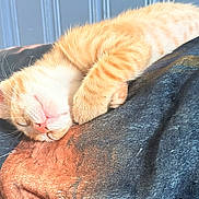 Garfield is registered to the contest to win money with this photo: animal, blanket, cat, closeup, cozy, cute, domestic_cat, feline, fur, indoor, kitten, orange_tabby, paw, pet, relaxed, resting, sleeping, soft, sunlight, whiskers